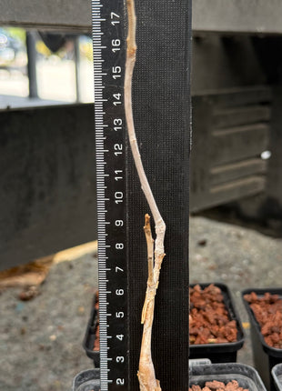 Bursera hindsiana