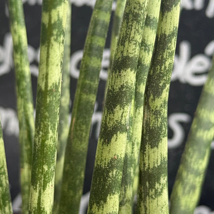 Dracaena cylindrica ‘Fan’