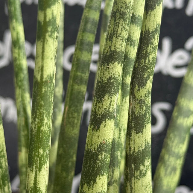 Dracaena cylindrica ‘Fan’