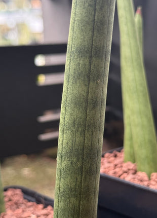 Dracaena (Sansevieria) cylindrica 'Straight'