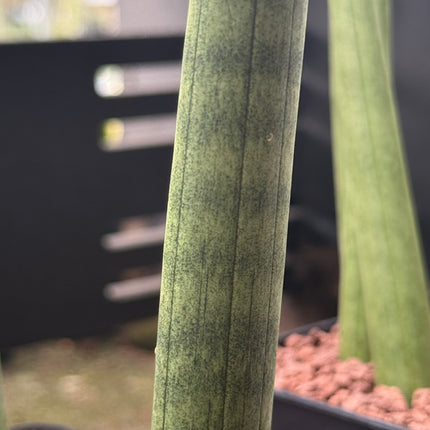 Dracaena (Sansevieria) cylindrica 'Straight'