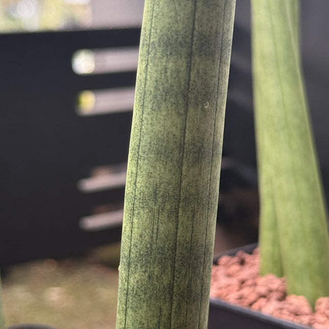 Dracaena (Sansevieria) cylindrica 'Straight'