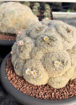 Mammillaria plumosa