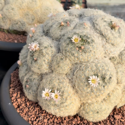 Mammillaria plumosa