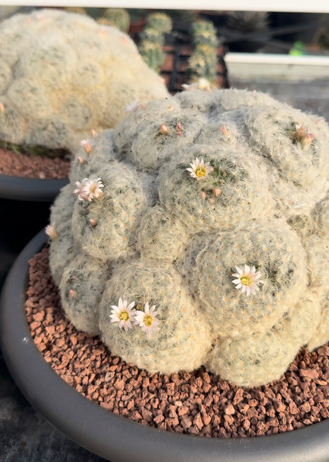 Mammillaria plumosa