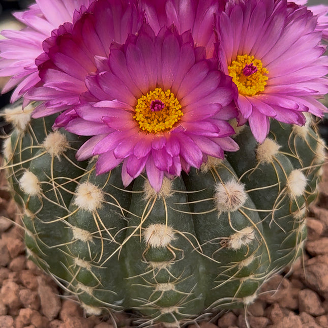 Notocactus uebelmaniannus f. purpuflorus