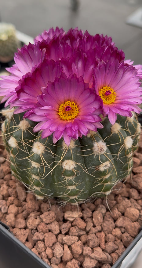 Notocactus uebelmaniannus f. purpuflorus