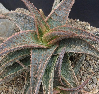 Aloé 'Green Sand' | Aloé 'Vito' Aloé híbrido KG