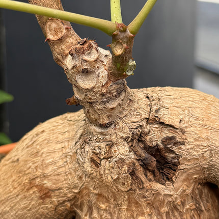 Phylianthus mirabilis