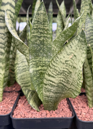 Dracaena trifasciata ‘Black Coral’