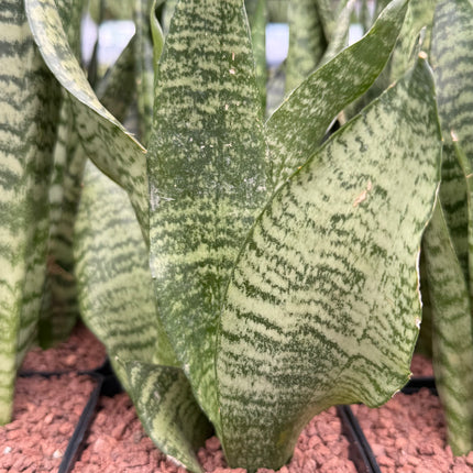 Dracaena trifasciata 'Black Coral'
