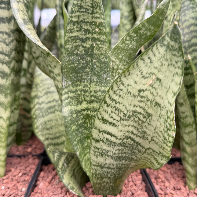 Dracaena trifasciata ‘Black Coral’