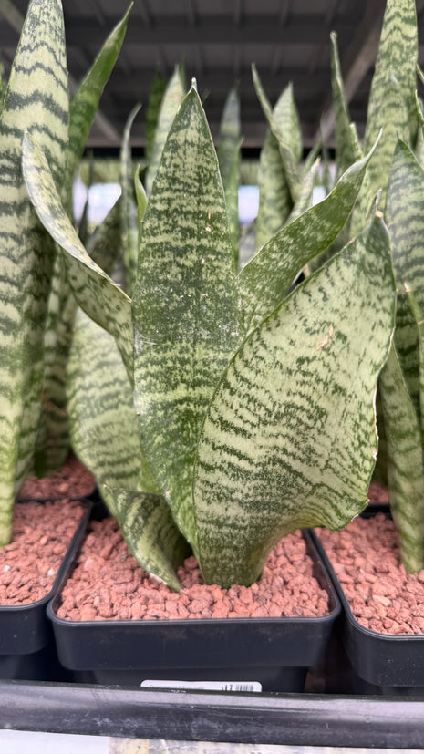 Dracaena trifasciata ‘Black Coral’