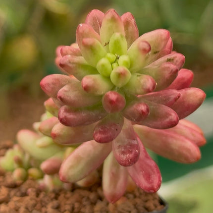 Sedum rubrotinctum