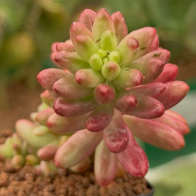 Sedum rubrotinctum