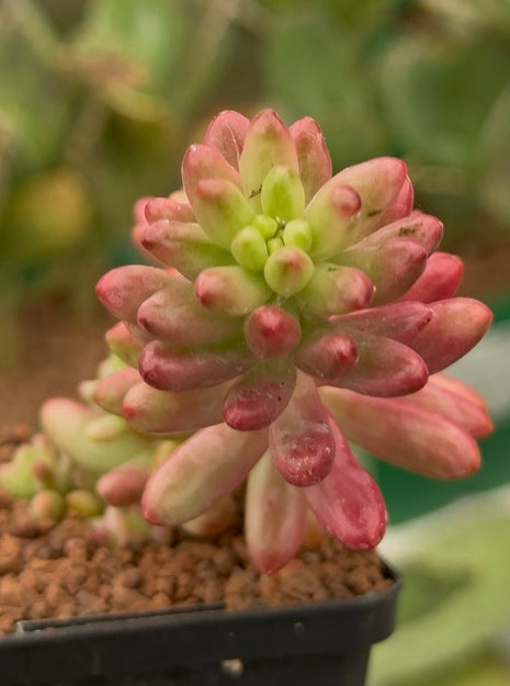 Sedum x rubrotinctum „S“