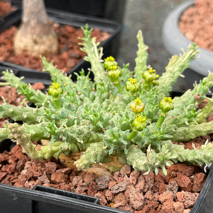 Euphorbia gorgonis