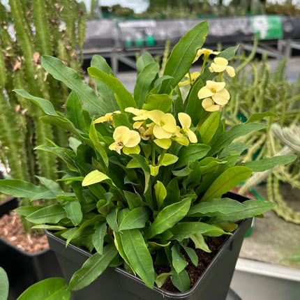 Euphorbia milii