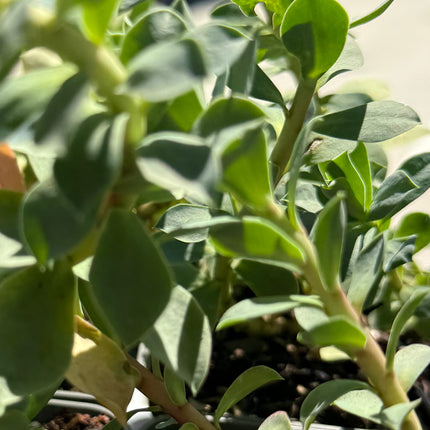 Euphorbia myrsinites