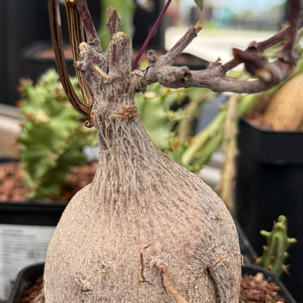 Petopentia natalensis