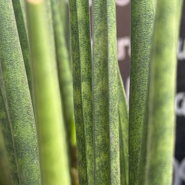 Dracaena (Sansevieria) ‘Mikado’