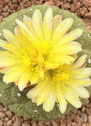 Copiapoa hypogaea ‘Lizard Skin’