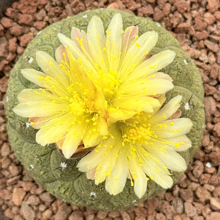 Copiapoa hypogaea ‘Lizard Skin’