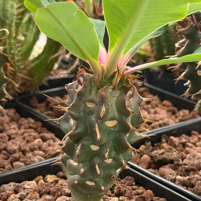 Euphorbia magnificum