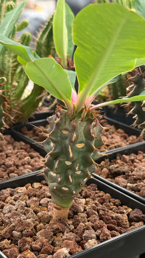 Euphorbia magnificum