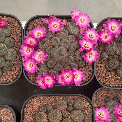 Weingartia rauschii f. violacidermis