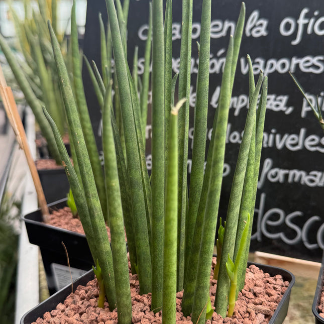 Dracaena (Sansevieria) ‘Mikado’