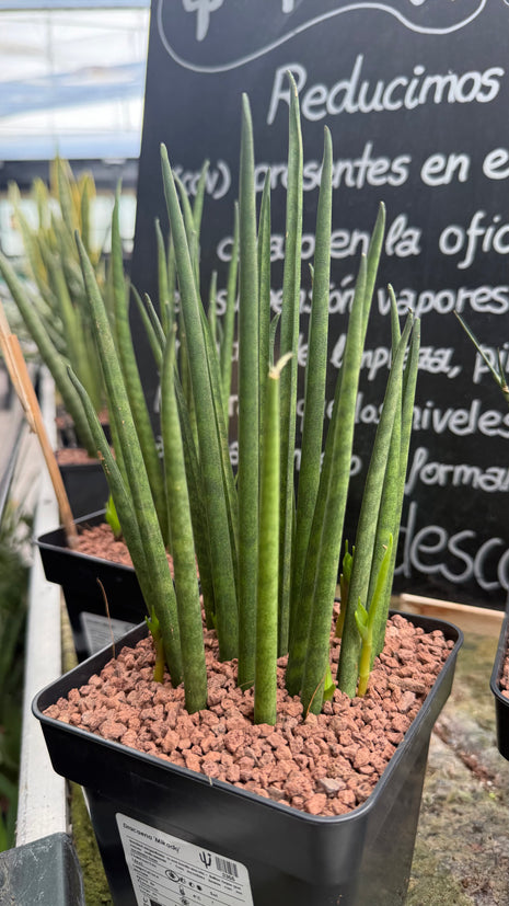 Dracaena (Sansevieria) ‘Mikado’