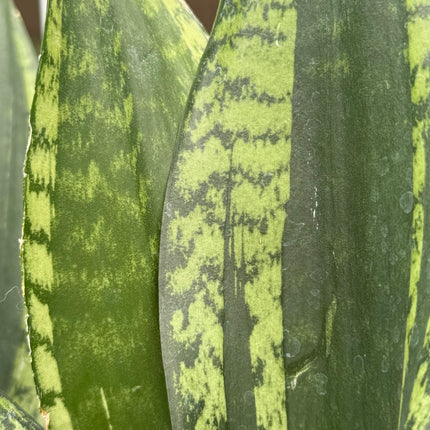 Dracaena ‘Silver Flame’