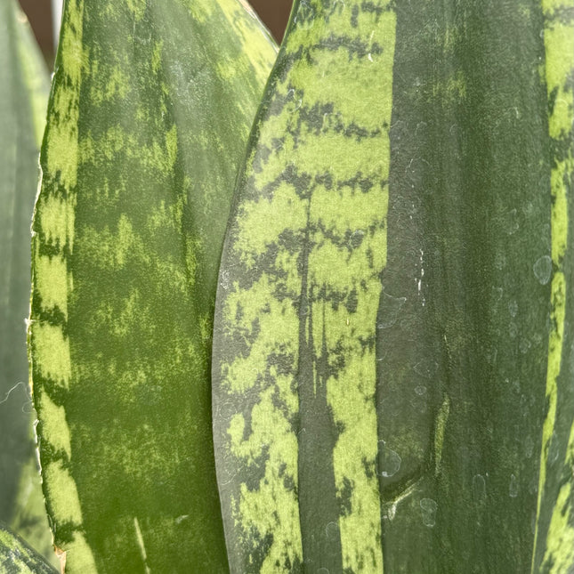 Dracaena ‘Silver Flame’