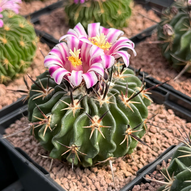 Echinofossulocactus pentacanthus
