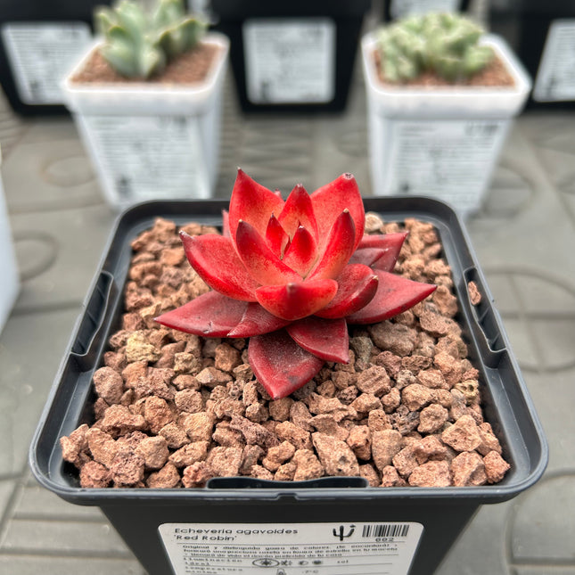 Echeveria agavoides 'Red Robin'