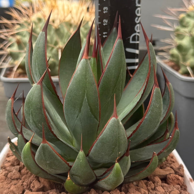 mangave praying hands plant x Mangave 'Praying hands' – DesertSTORE.es
