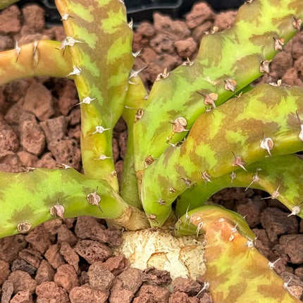 Euphorbia stellata