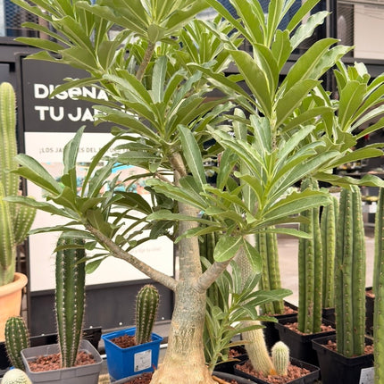 Adenium obesum „Wüstenrose“