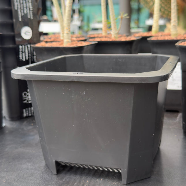 Pack macetas ELITE para Caudex 5uds