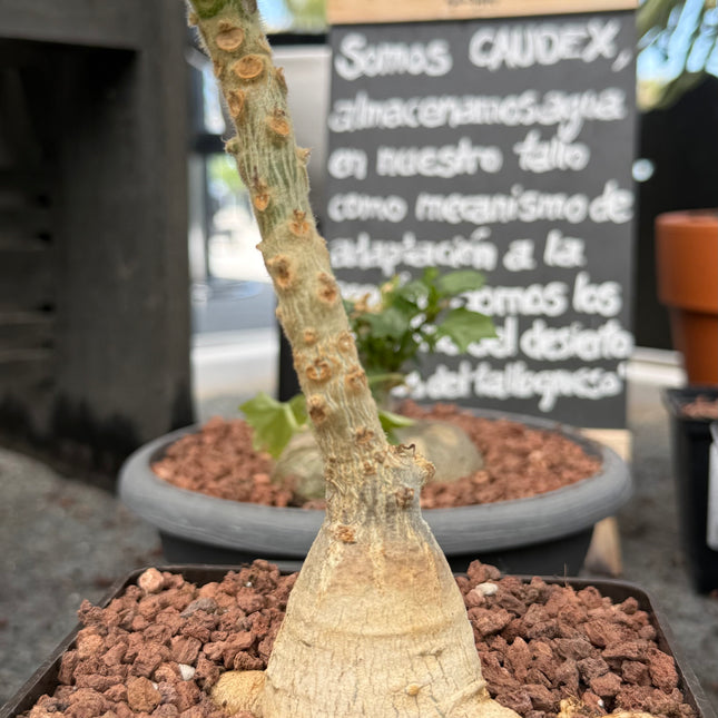 Uncarina roeoesliana