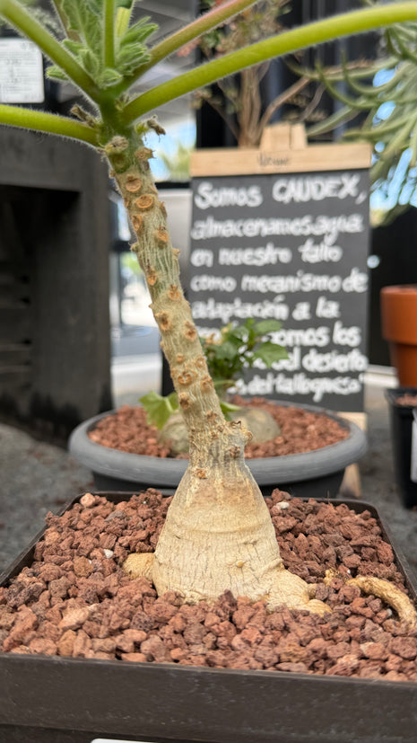 Uncarina roeoesliana