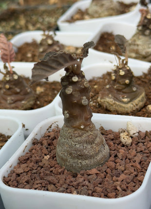 Dorstenia foetida