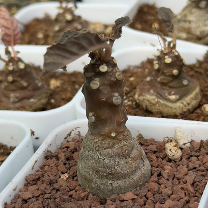 Dorstenia foetida