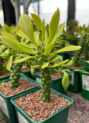 Euphorbia neostapelioides