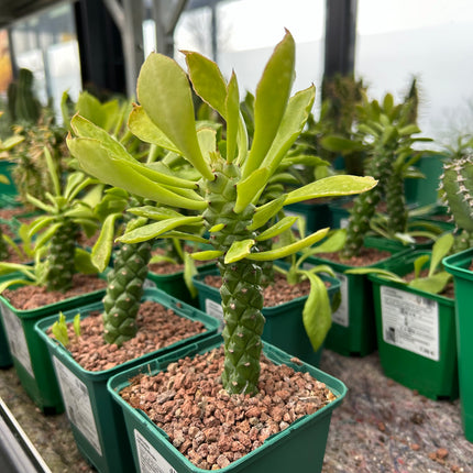 Euphorbia neostapelioides