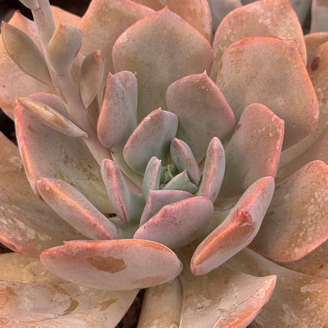 Echeveria ‘Lilac Mist’