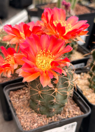 Echinocereus ferreirianus v. lindsayi
