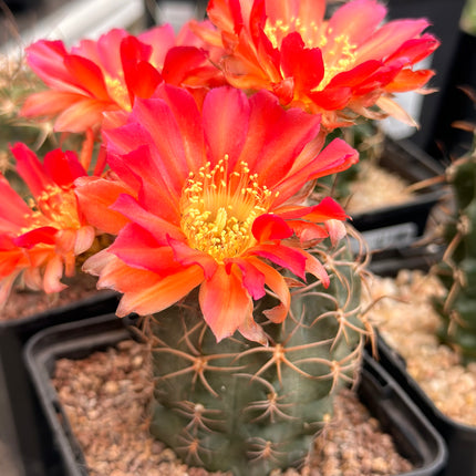 Echinocereus ferreirianus v. lindsayi