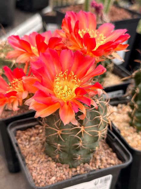 Echinocereus ferreirianus v. lindsayi